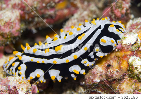 Nude mollusc 5623186