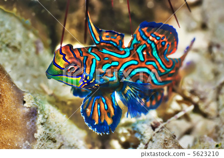 Tropical fish Mandarinfish Tropical fish Mandarinfish 5623210