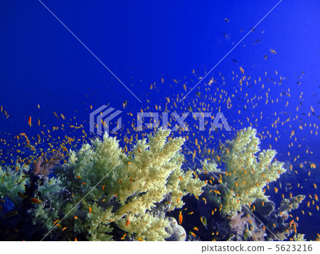 Underwater landscape Underwater landscape 5623216
