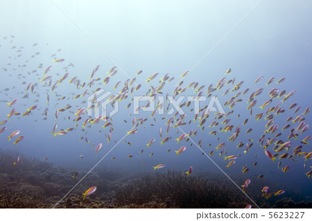 Yellow tail Anthiases Yellow tail Anthiases 5623227
