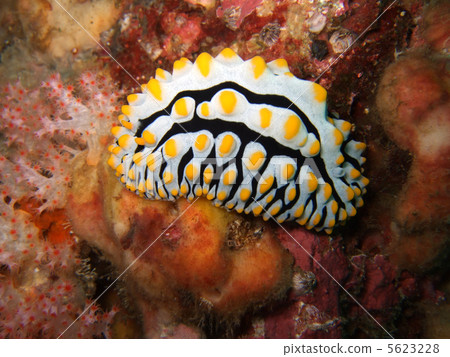 Phyllidia arabica 5623228