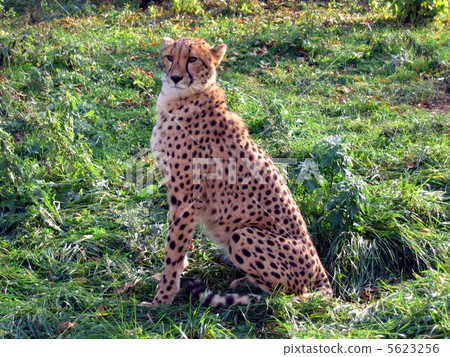 Cheetah Cheetah 5623256