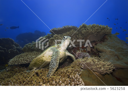 Turtle underwater 5623258
