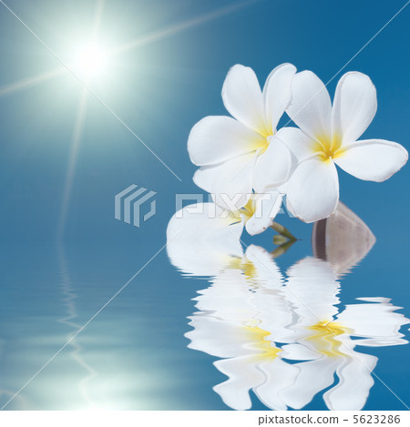 Seashell and flower in the sea Seashell and flower in the sea 5623286