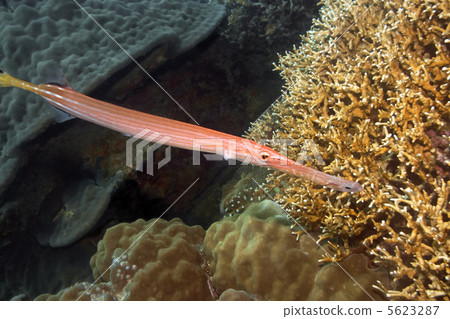 Tropical fish Trumpetfish Tropical fish Trumpetfish 5623287