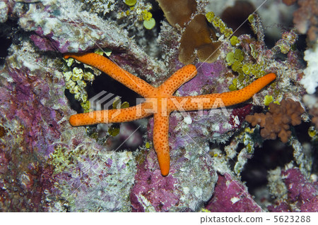 Red starfish 5623288
