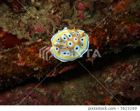 glossodoris cruentus glossodoris cruentus 5623289
