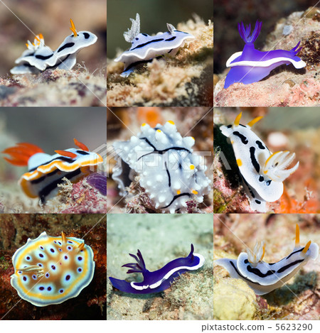 Set of nudibranches Set of nudibranches 5623290