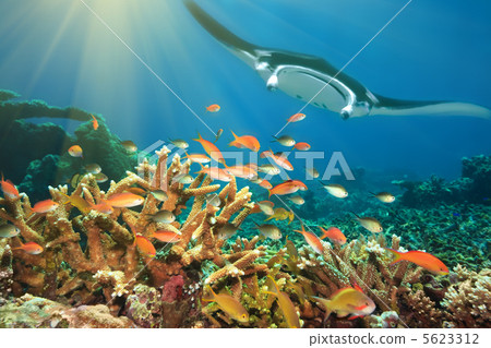 Fishes and manta ray 5623312