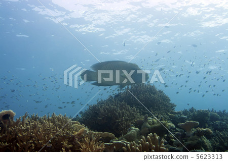 Tropical fish Napoleon uderwater. 5623313