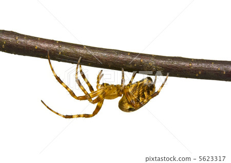 Spider Spider 5623317