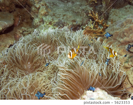 Clownfish and Anemone Clownfish and Anemone 5623353