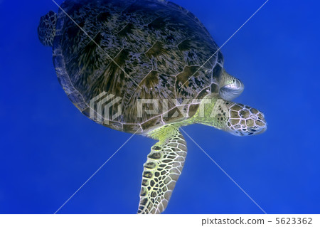 Turtle 5623362