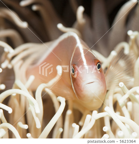 Tropical fish Pink clownfish 5623364