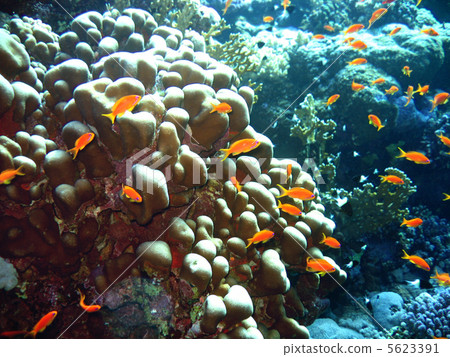 Scalefin Anthias Scalefin Anthias 5623391