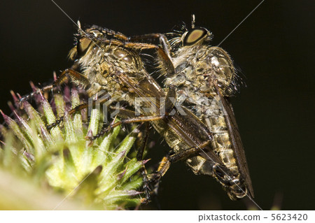 Insects love Insects love 5623420