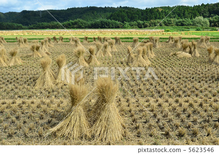 Warabichi Warabichi 5623546