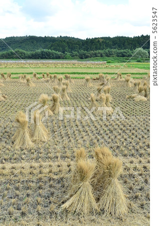 Warabichi Warabichi 5623547