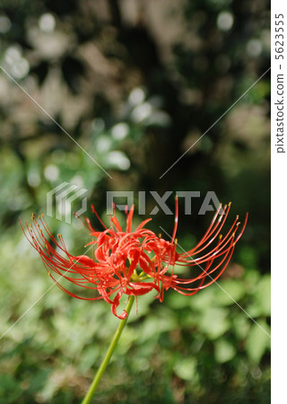 Higanki flowering blooming Akiruno city Higanki flowering blooming Akiruno city 5623555