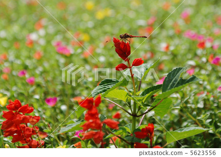 Flower of Salvia Hachioji City Flower of Salvia Hachioji City 5623556