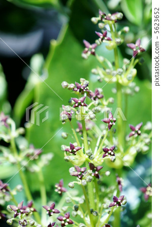 Aoki's flower is cute. Aoki's flower is cute. 5623652