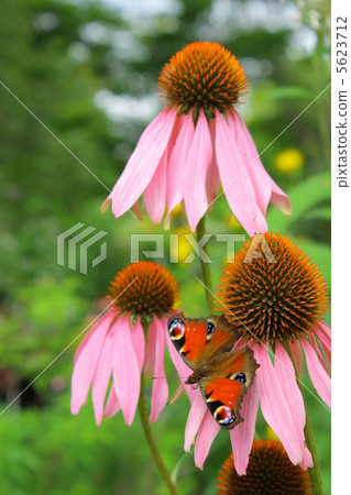 孔雀butterfly蝶和紫色神菊花 5623712