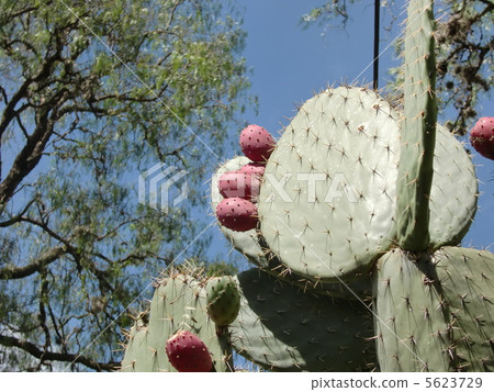 仙人掌花 5623729