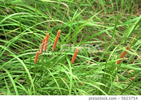 Ear of the Gama 5623754