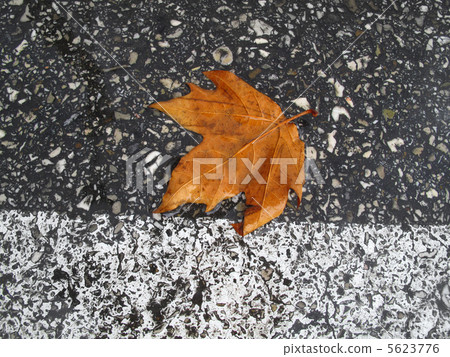 Autumn leaf on the road 5623776