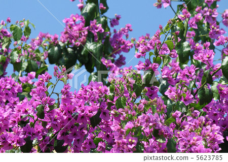 Beautiful bougainvillea flowers 5623785