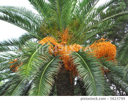 Palm tree with fruits Palm tree with fruits 5623799