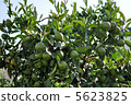 Mandarin orange  5623825
