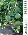 Mandarin orange  5623838