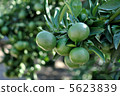 Mandarin orange  5623839