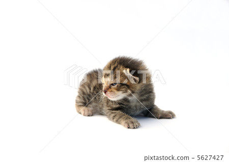 Kitten over white background Kitten over white background 5627427