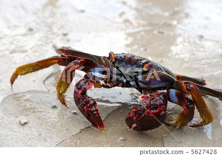 Close up of live crab Close up of live crab 5627428