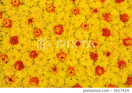 Group of Rudbeckia laciniata and Lantana camara flower heads Group of Rudbeckia laciniata and Lantana camara flower heads 5627429