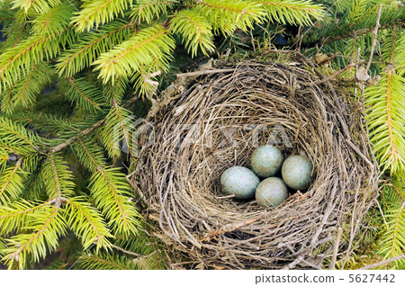 Detail of blackbird eggs in nest. 5627442