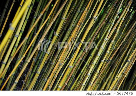 Bamboo jungle - Monte Palace botanical garden, Monte, Madeira Bamboo jungle - Monte Palace botanical garden, Monte, Madeira 5627476