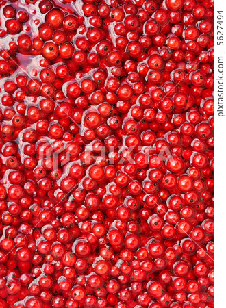 Fresh red currant berries in water - background 5627494