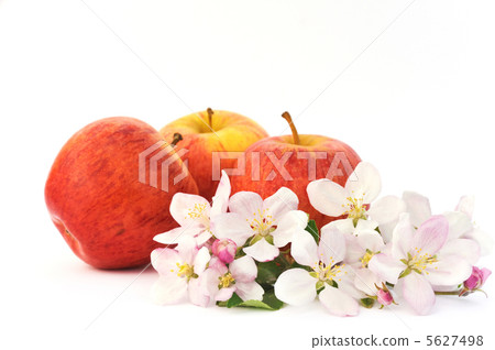 Apples and apple-tree blossoms 5627498