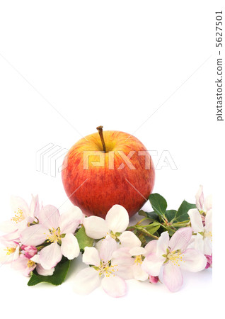 Apples and apple-tree blossoms 5627501