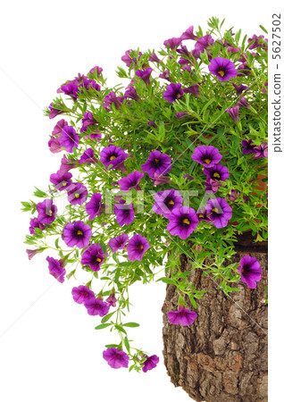 Petunia, Surfinia flowers on tree trunk over white background 5627502