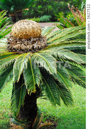 stem, outdoor, natural 5627512