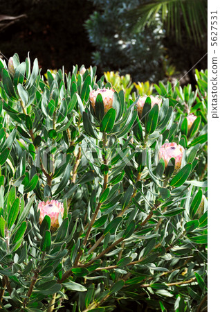 Protea blossoms, Sugarbush - Monte Palace botanical garden, Monte, Madeira 5627531