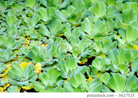 Pistia (Water cabbage) - detail Pistia (Water cabbage) - detail 5627535