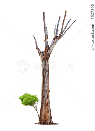 Old tree on white background.Concept death and life revival. Old tree on white background.Concept death and life revival. 5627806