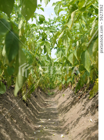 Potato field Potato field 5627892