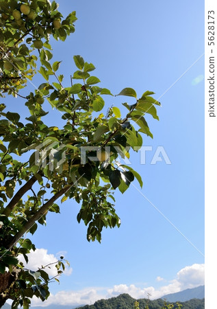 Blue persimmon Blue persimmon 5628173