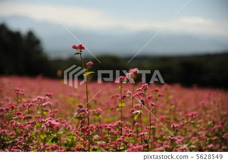 紅蕎麥麵沒有佐藤 5628549